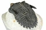 Hollardops Trilobite Fossil - Orange Eye Facets #357349-4